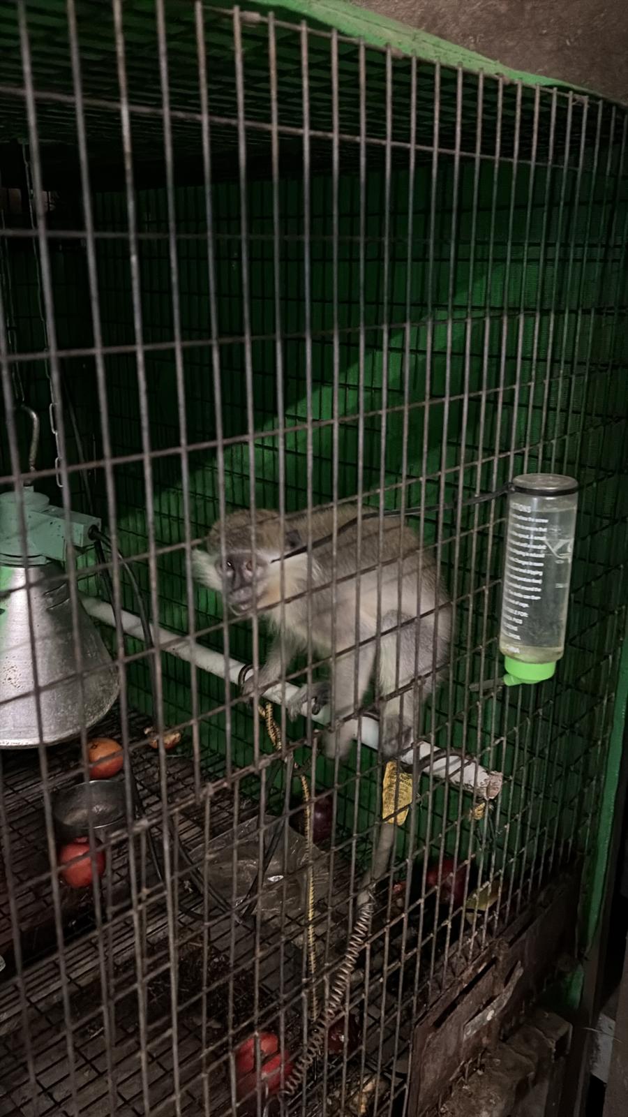 The monkey that was located and the cage in which it was kept