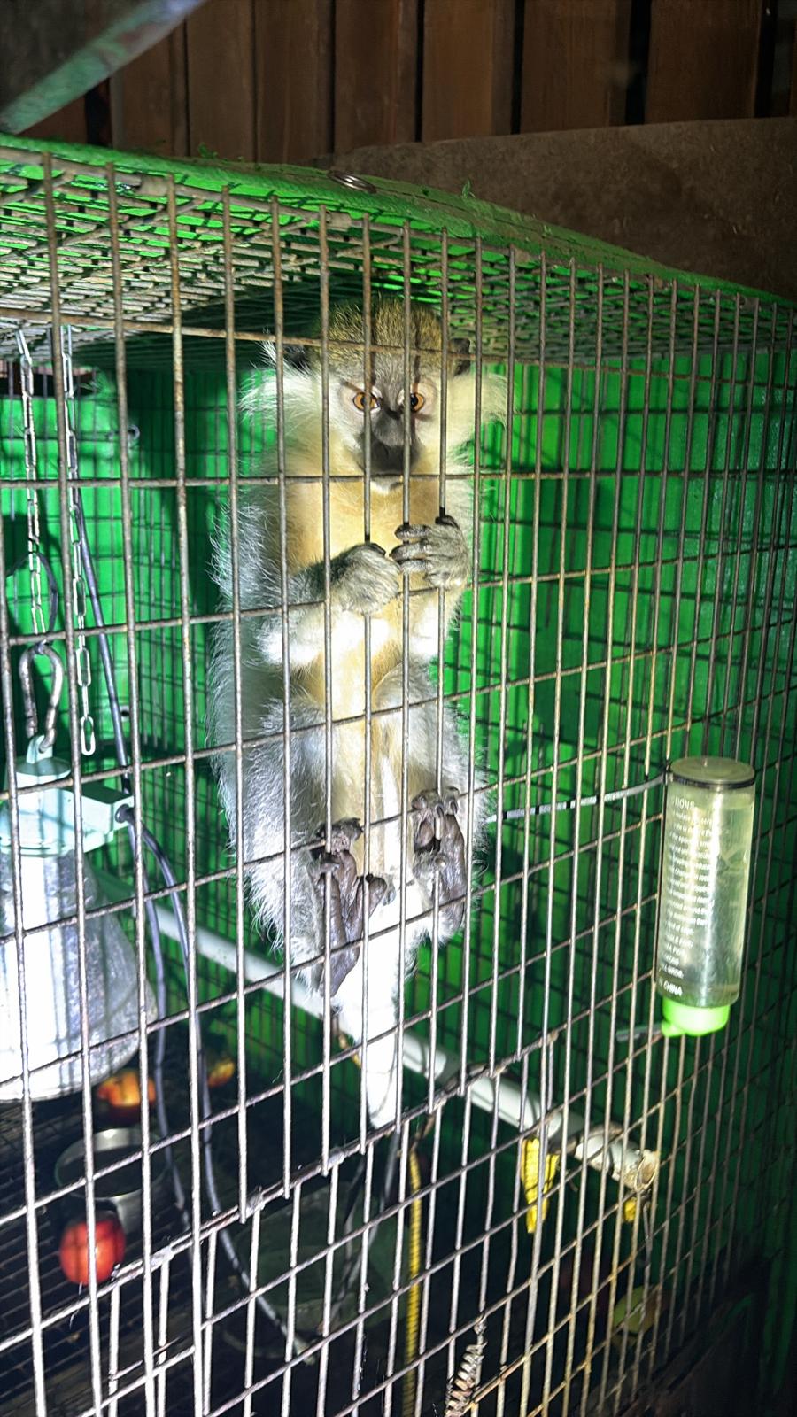 The monkey that was located and the cage in which it was kept