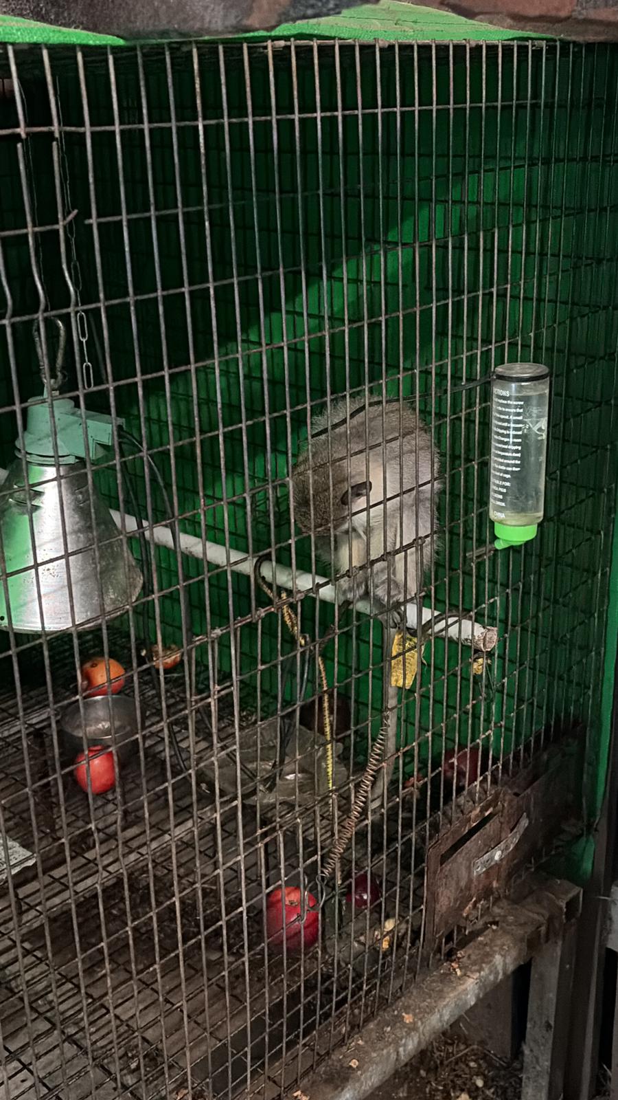 The monkey that was located and the cage in which it was kept