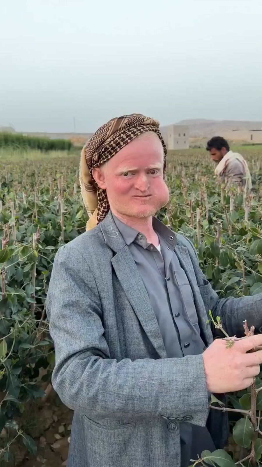 The addictive plant threatening Yemen