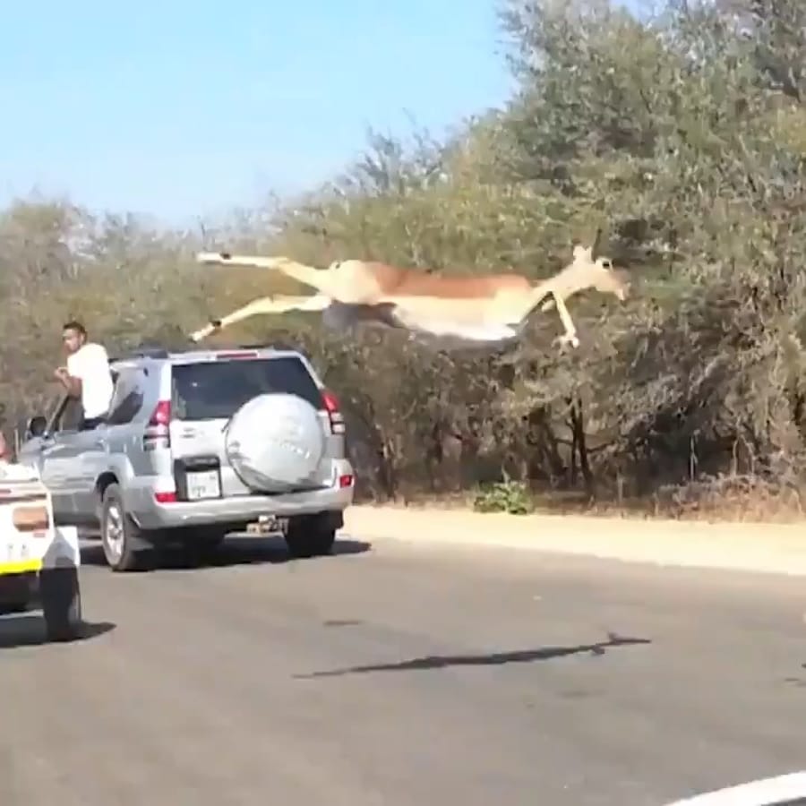 Cheetah behind you: the stunning flight of the impala captured on camera