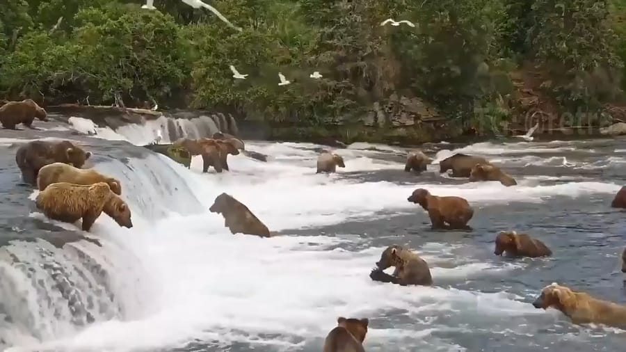 Bears feast on salmon in Alaska