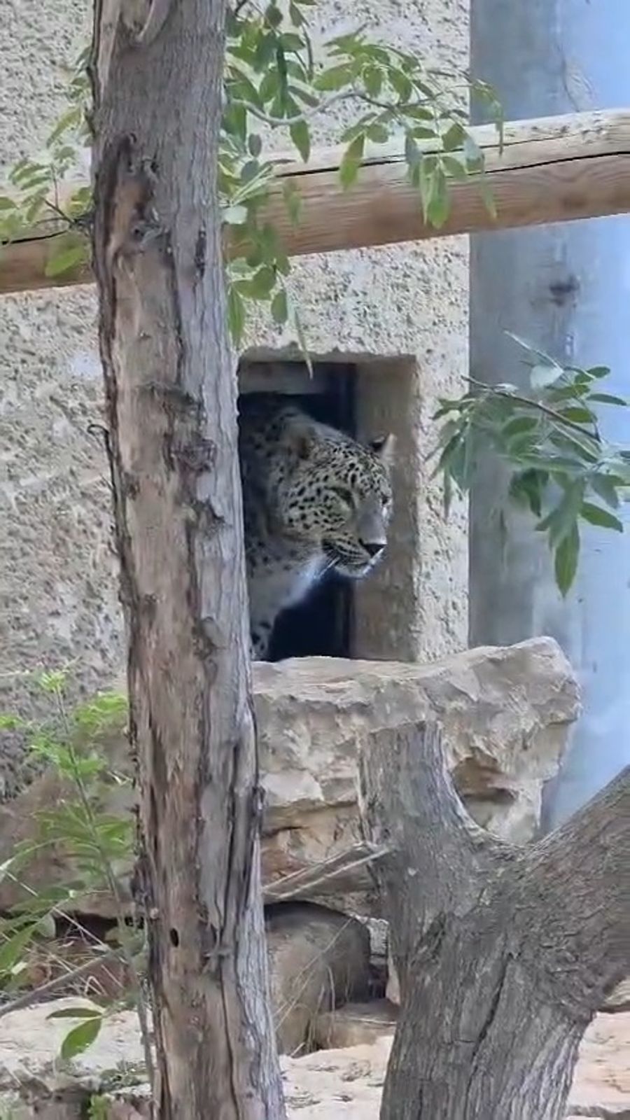 Deni, the new Persian leopard at Ramat Gan Safari