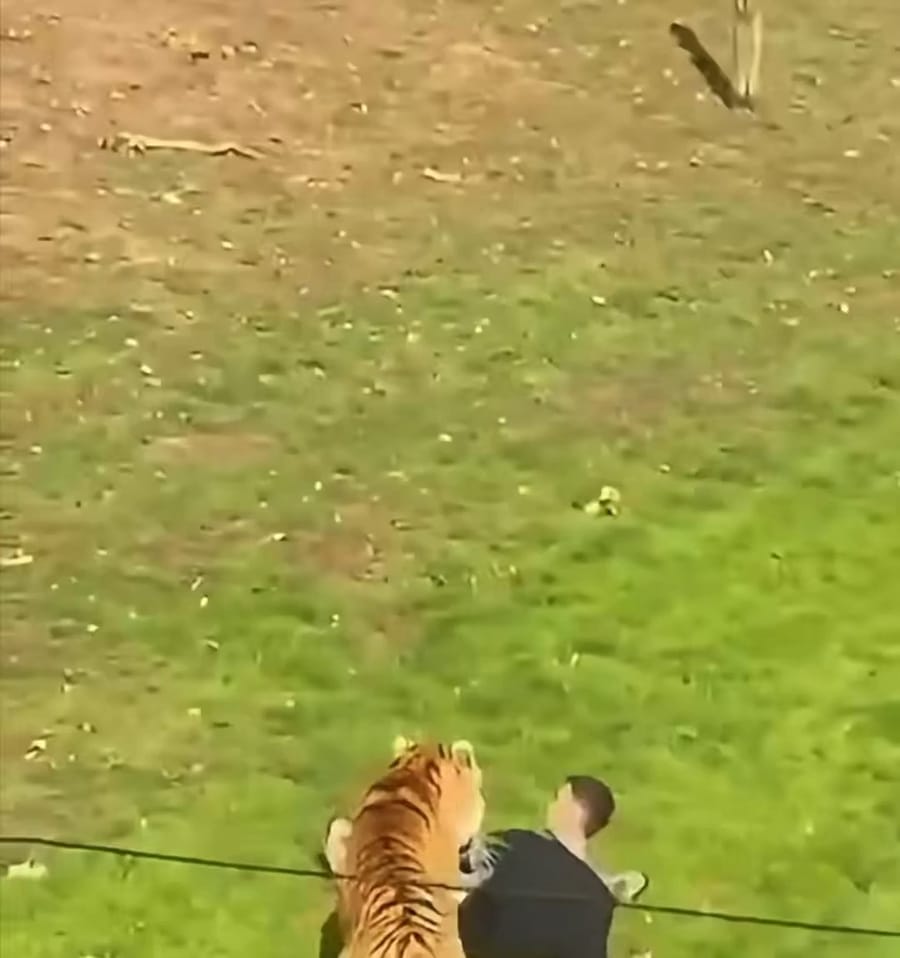 Man enters tiger enclosure at Yorkshire wildlife park, killed in attack