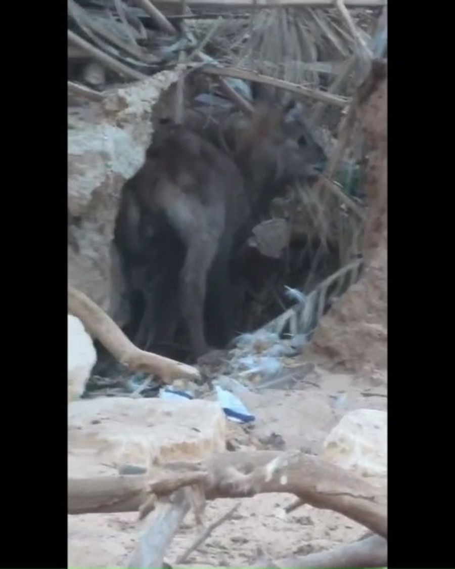 The waterbuck footage