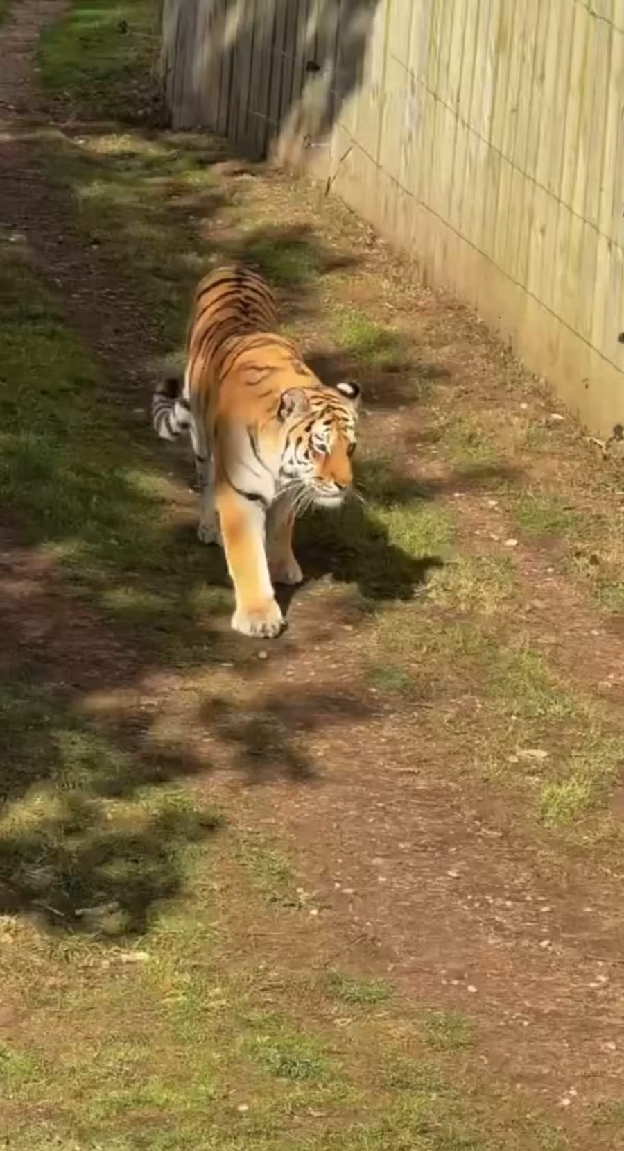 After the fatal mauling: zoo issues rare statement on tiger's fate