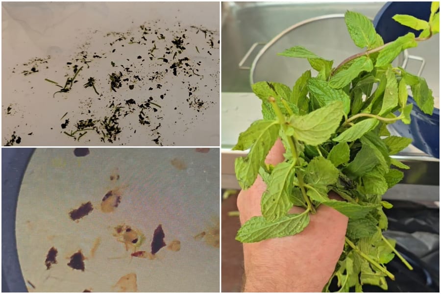 Kashrus expert examines mint leaves and finds dozens of insects
