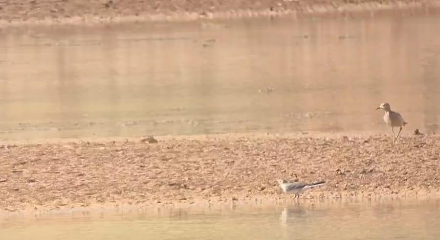 The buff-breasted sandpiper