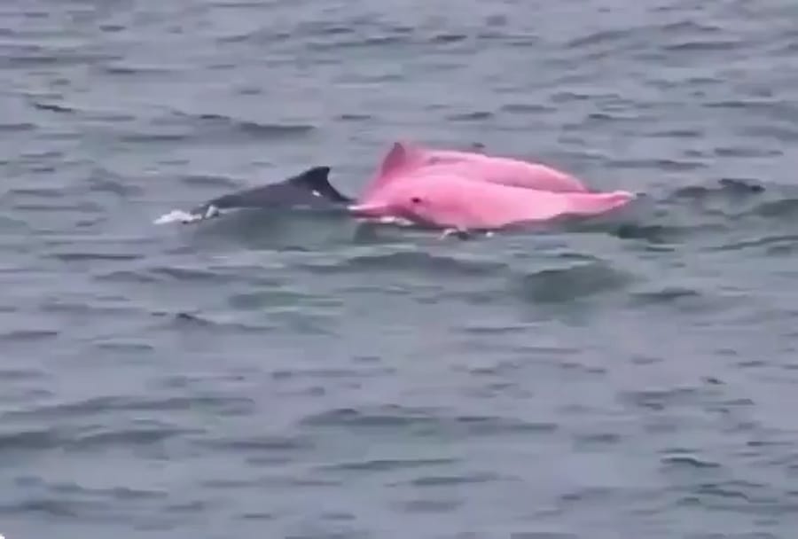 The rare sight off the coast: the pink dolphin surprised beachgoers