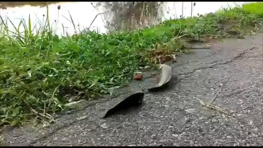 Fish walk across road in India rainstorm