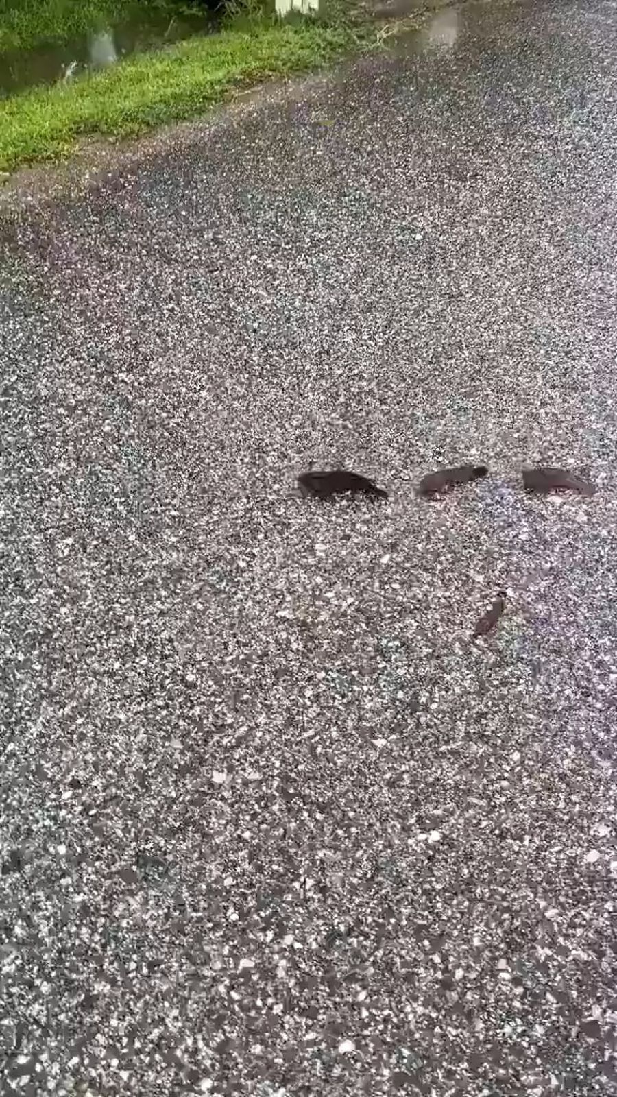 Fish walk across road in India rainstorm