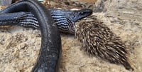 Unusual incident: snake tries to eat hedgehog - and dies from the quills