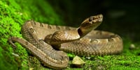 A 17-year-old boy was bitten by a snake, his condition is moderate