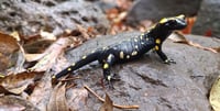 Following the Rain: Salamanders Appeared for the First Time in the Reserve