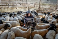 Sheep farm in Israel.