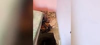 Terror tunnel discovered in child's bedroom.