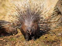 Porcupine for illustration