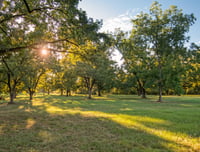 Pecan orchard at sunset