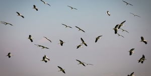 The autumn migration: hundreds of white storks dropped by for a visit