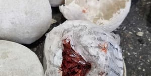 The customs inspectors couldn't believe it: this is what was caught inside pebbles