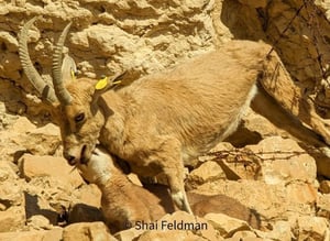 Amazing Footage: an Ibex was Attacked by a Caracal and Survived. Watch