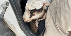 Suspects tried to sneak goats to be sacrificed on Temple Mount 