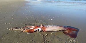 Giant squid washed up on the shore of the Mediterranean