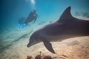 Dolphin in Eilat
