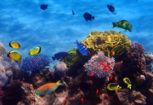 Eilat, Israel: Tropical fish biodiversity in coral reef 