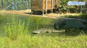 Crocodile at the Jerusalem Biblical Zoo