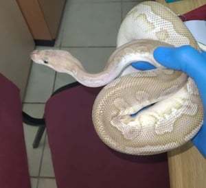 Snake illegally brought into Israel