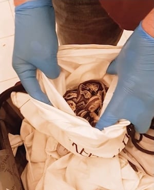 Snakes discovered in suitcase.