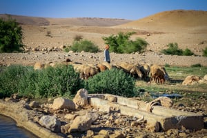 A Jewish shepherd herding his sheep 