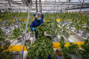 Workers working at a cannabis farm in central Israel, on December 4, 2024