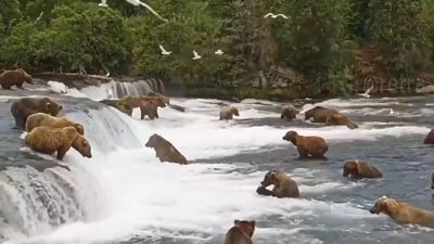 Millions Worldwide Are Voting for Alaska's Fattest Bear
