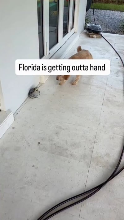 Crab Filmed Wielding Knife Blade in Bizarre Florida Standoff
