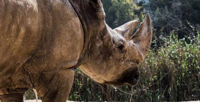 Rest in peace: the oldest rhinoceros in the Biblical Zoo has passed away