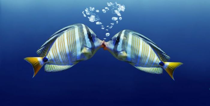 Monogamy at its best: about love and relationships underwater