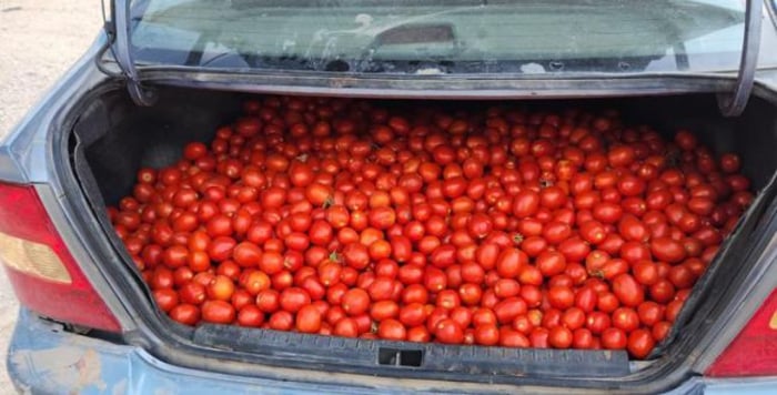 Residents of Umm al-Fahm were caught with hundreds of kilos of stolen tomatoes