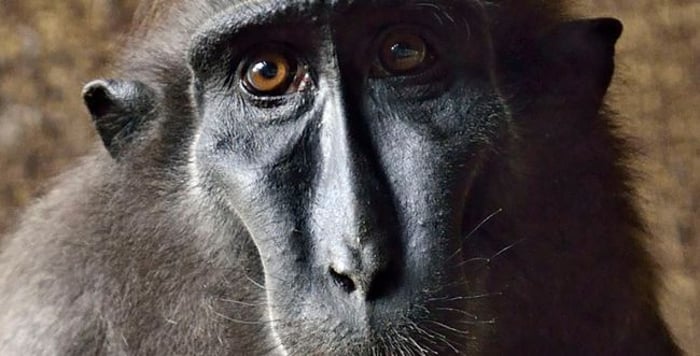 macaque monkey