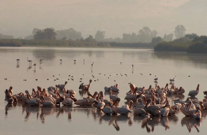 Amazing: the flamingos' welcoming of the pelicans. Watch