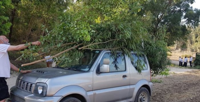 Ahead of Sukkot: KKL will distribute free Sukkah roofing to the public