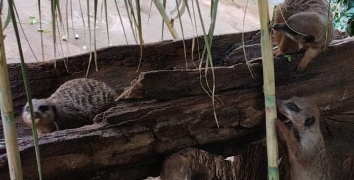 The meerkat sukkah