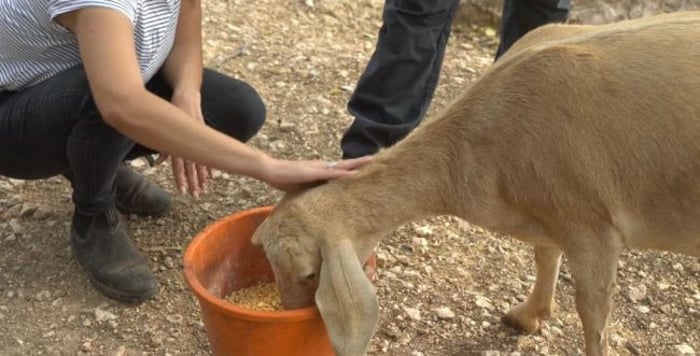 A lamb after evacuation.