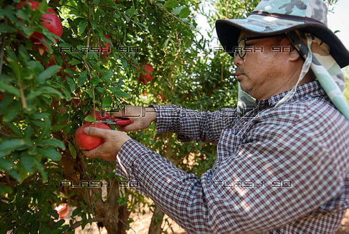 Malawis are coming to replace the Thai farm workers who left. Thai farm worker before the war.