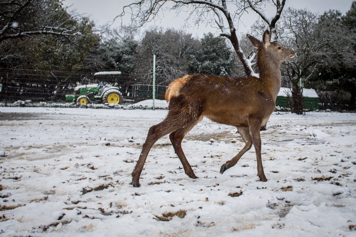 A deer in the snow, in Moshav Odem, in the Golan Heights, northern Israel, January 20, 2021.