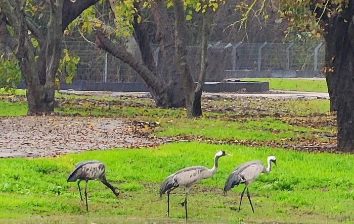 JNF Works to Protect Huleh Valley Birds From Bird Flu - In A War Zone