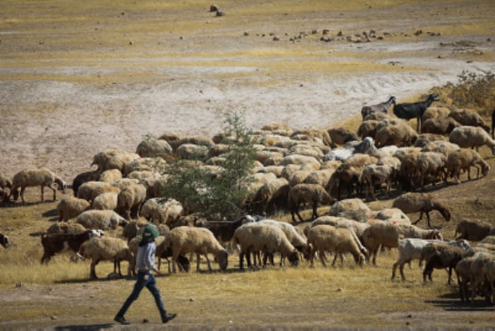 A Palestinian shepherd walks his sheep in the Jordan Valley, in the West Bank