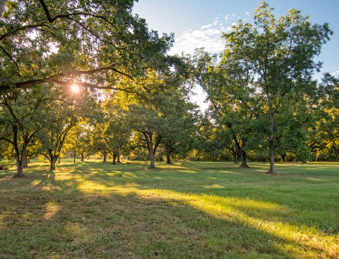 Pecan orchard at sunset