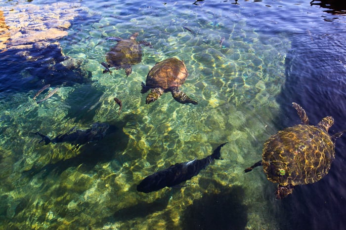 3 endangered turtles at the underwater observatory in Eilat